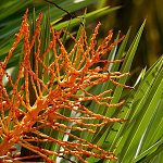 Kvetoucí palma