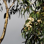 Eucalyptus globulus - blahovičník kulatoplodý